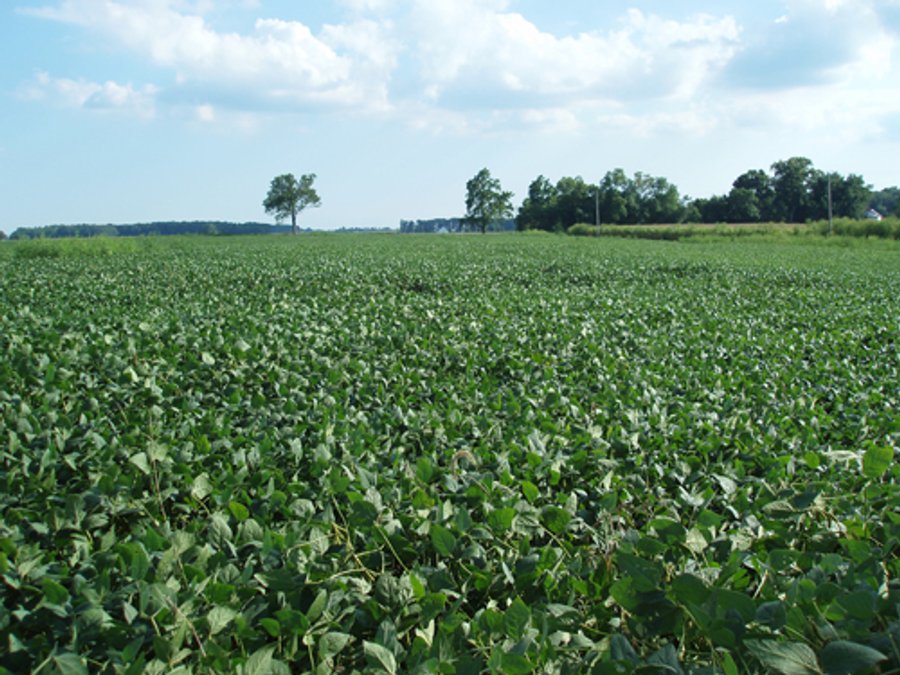 For sale: 60 Acre Complete Farm Unit - Fountain City, IN